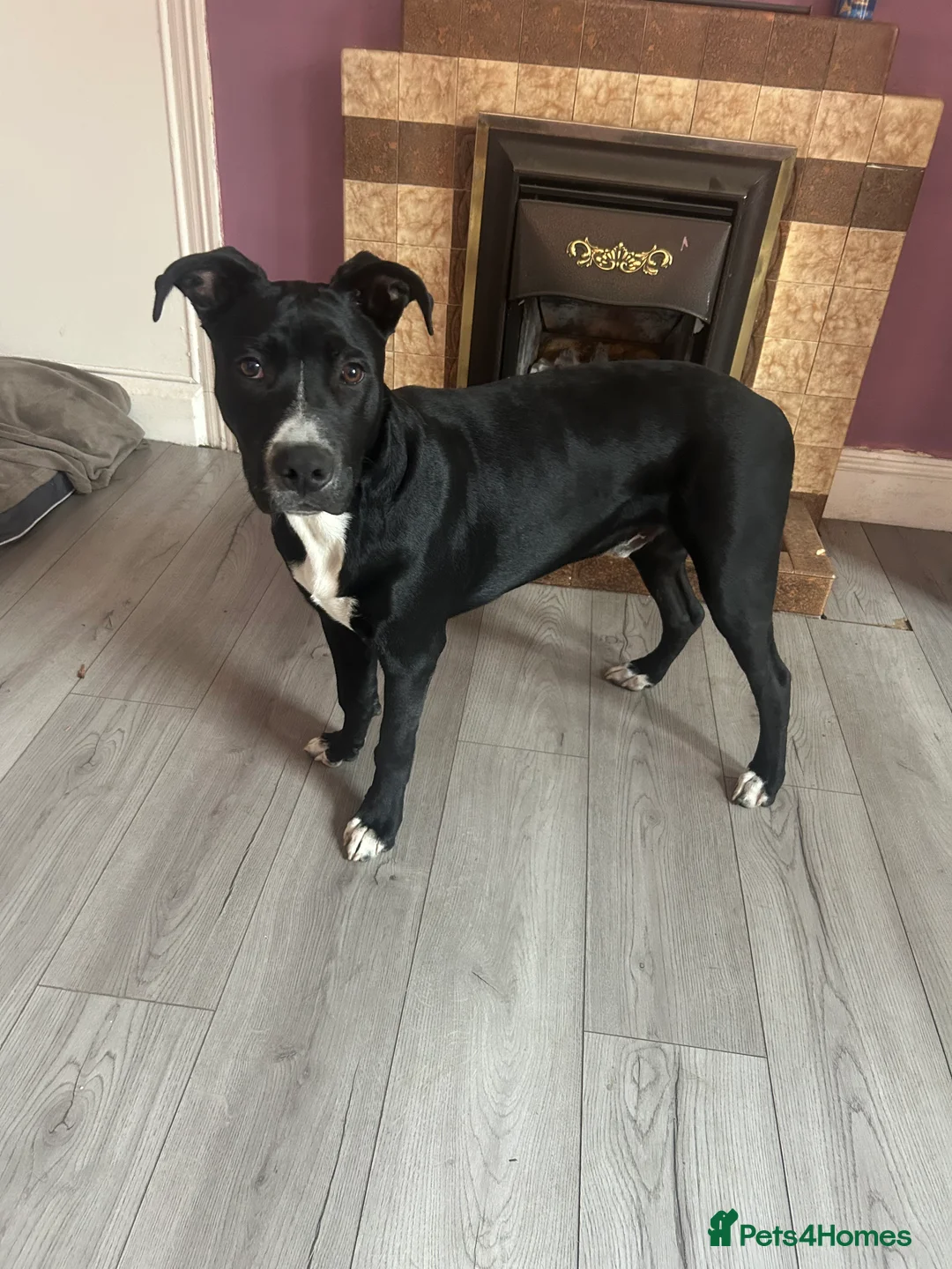 Mixed Breed dogs for sale: Belgian malinois x staffy  - Advert 1