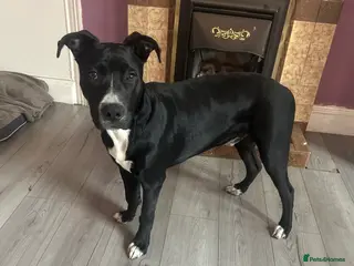 Mixed Breed dogs Belgian malinois x staffy - Advert 2