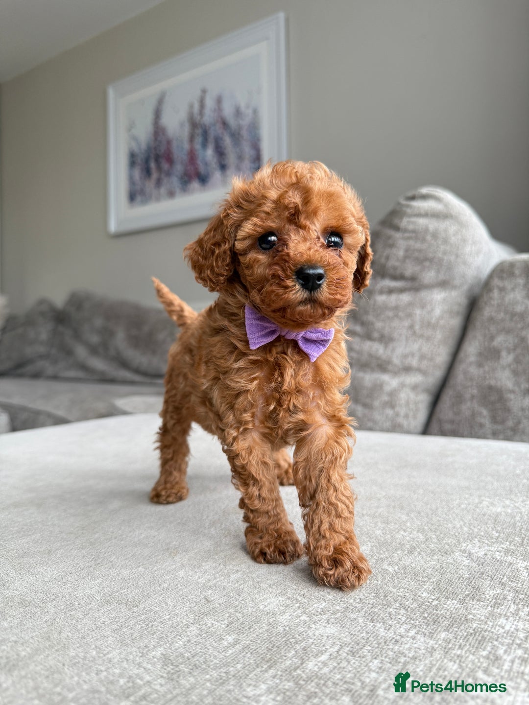 Cavapoo dogs for sale: 🌟 Premium F1bb Toy Cavapoo Puppies 🌟 - Advert 3