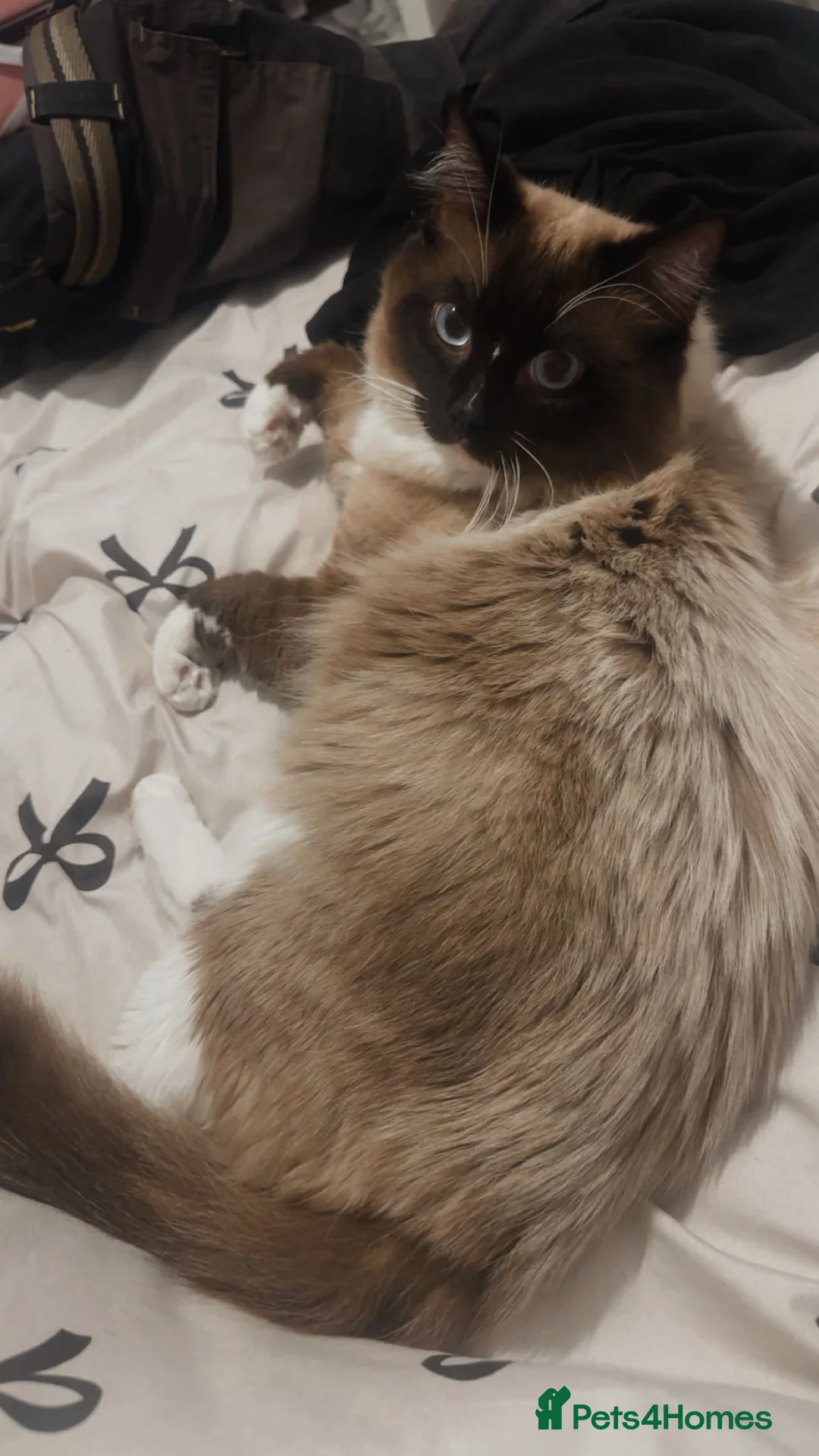 Ragdoll cats for stud: Ragdoll male for stud  - Advert 4