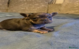 French Bulldog dogs for sale: Beautiful French bulldog  - Advert 5