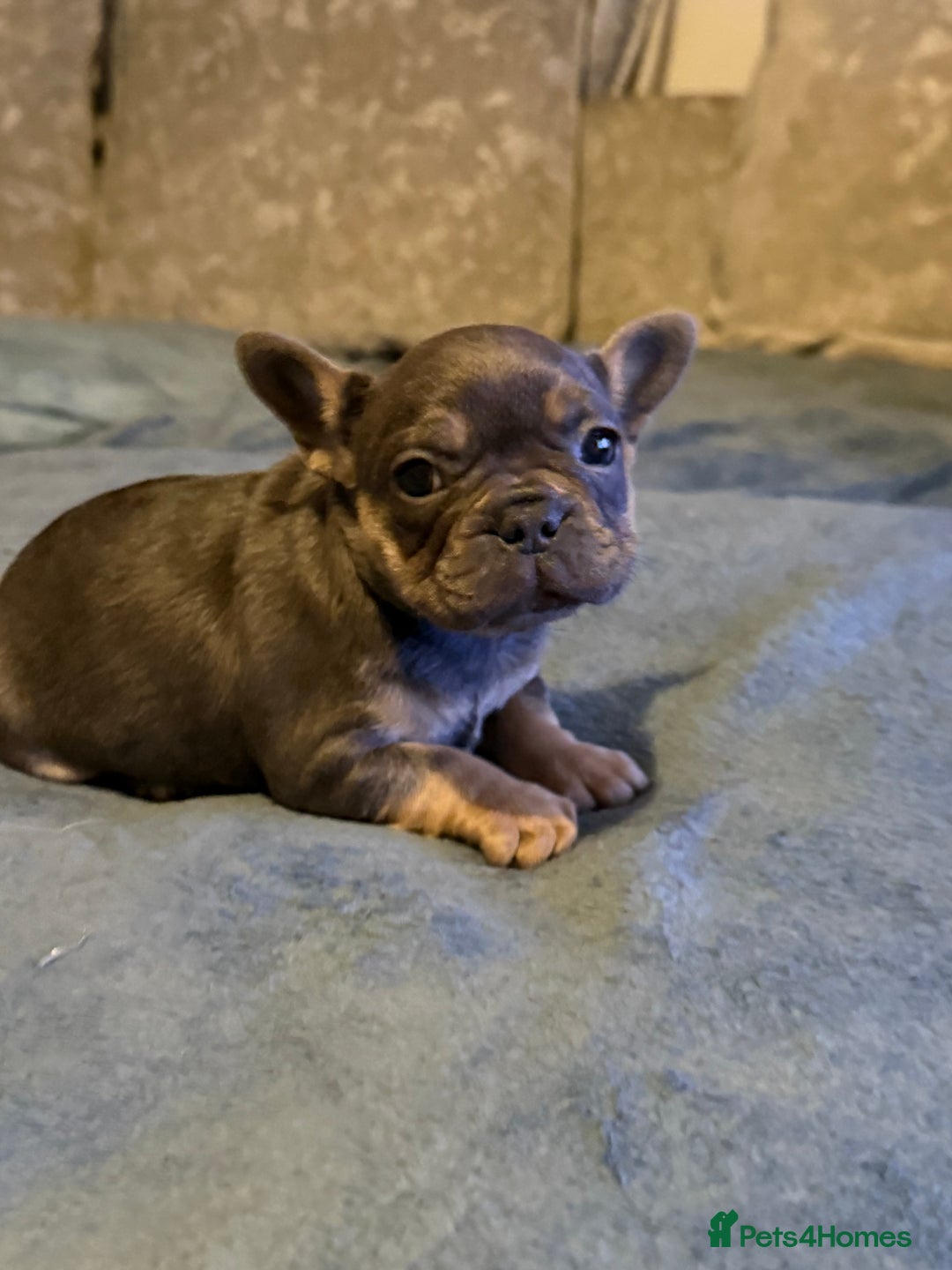 French Bulldog dogs for sale: Beautiful French bulldog  - Advert 5