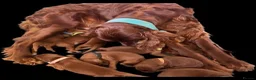 Irish Setter dogs for sale: Irish Red Setter Puppies - Advert 4