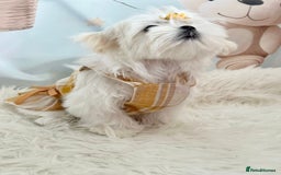 Maltese dogs for sale: 💎 KC Korean Maltese Girls 💎 DNA tested parents. in Leven - Image 7