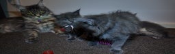 Maine Coon cats for sale: Beautiful Mainecoon Kittens Maine Coon Purebred - Advert 15