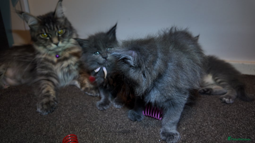 Maine Coon cats for sale: Beautiful Mainecoon Kittens Maine Coon Purebred - Advert 15