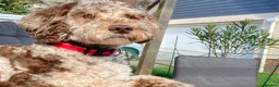 Mixed Breed dogs for stud: Loving, intelligent mini merle labradoodle stud in Sidmouth - Advert 4