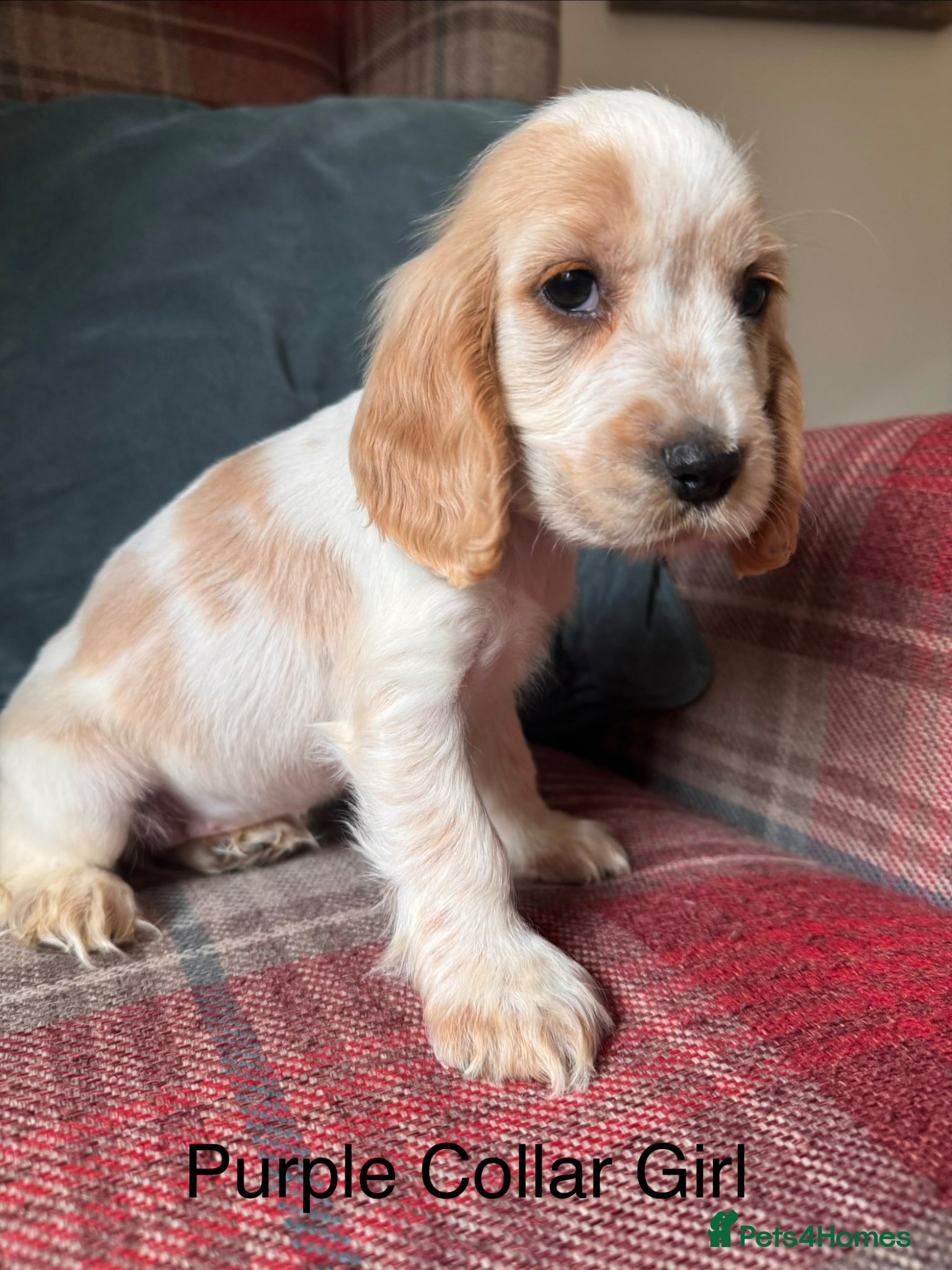Cocker Spaniel dogs for sale: KC Registered, health tested, show type puppies - Advert 5