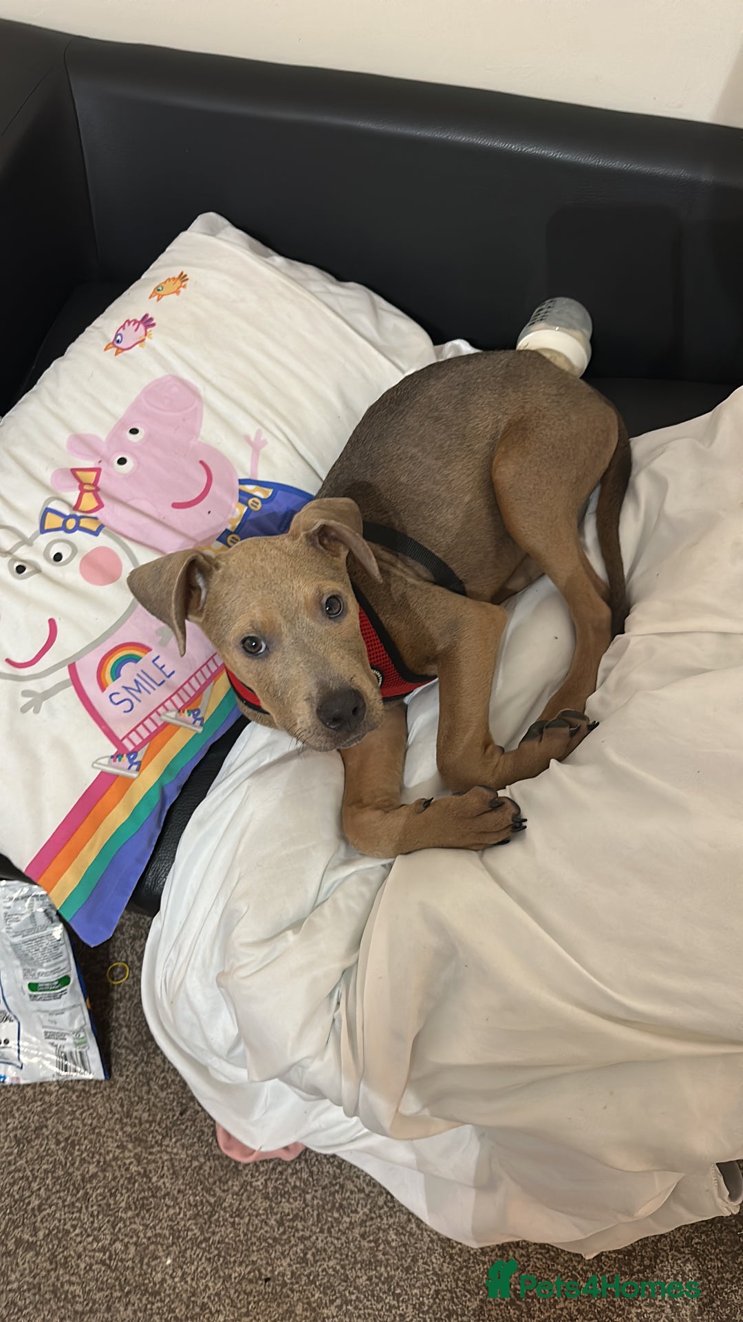 Mixed Breed dogs for sale: Buddy 🥰 - Advert 1
