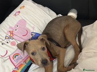 Mixed Breed dogs Buddy 🥰 - Advert 3