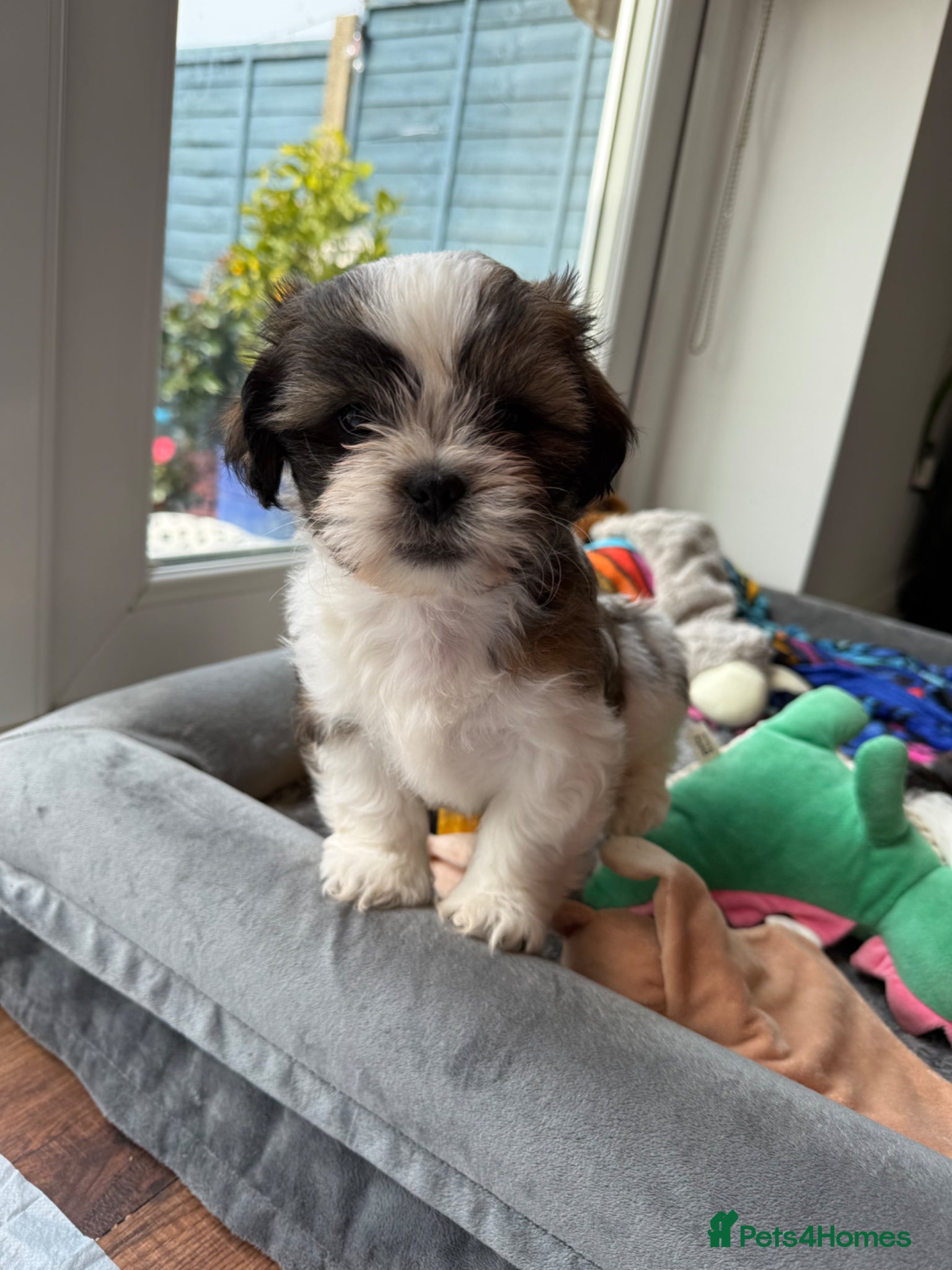 Shih Tzu dogs Purebred Shih Tzu Puppies Looking for Loving Homes - Advert 1