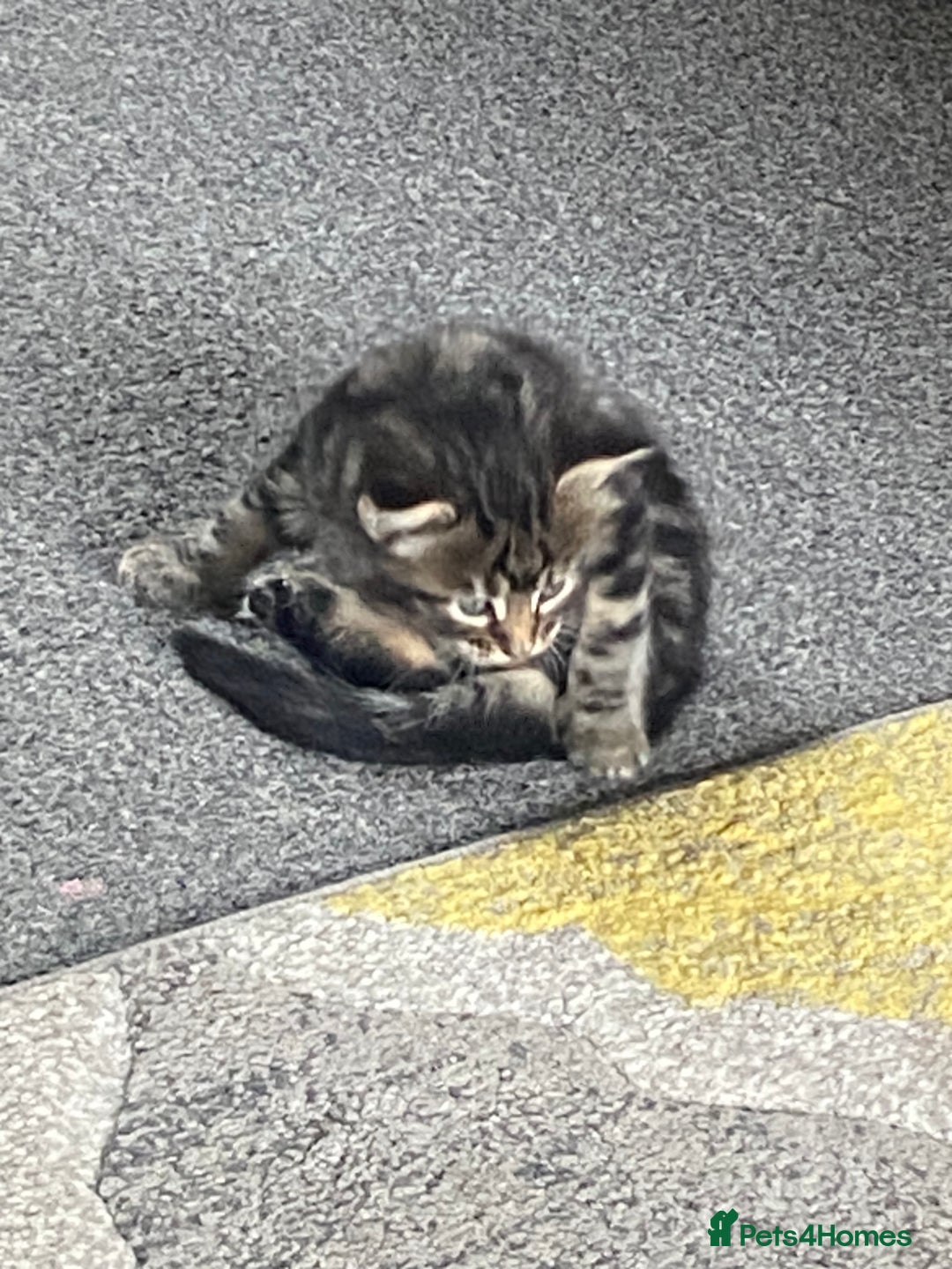 Mixed Breed cats for sale: Long haired tabby kittens  - Image 6