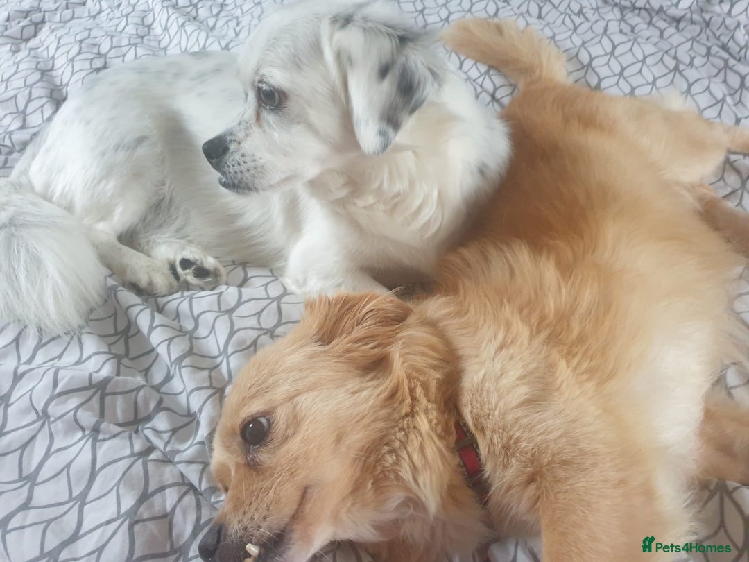 Mixed Breed dogs for adoption: 🐾 Roxy 💕 - Image 3