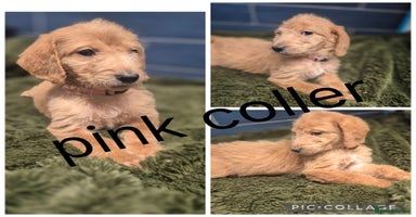 Labradoodle dogs - Advert 2