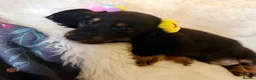 Miniature Dachshund dogs for sale: TOP QUALITY MINI LONG HAIR DACHSHUNDS READY! - Advert 11