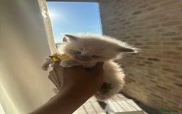 Ragdoll cats for sale:  Gorgeous fluffy chocolate ragdoll kittens🐾🥹 - Image 7