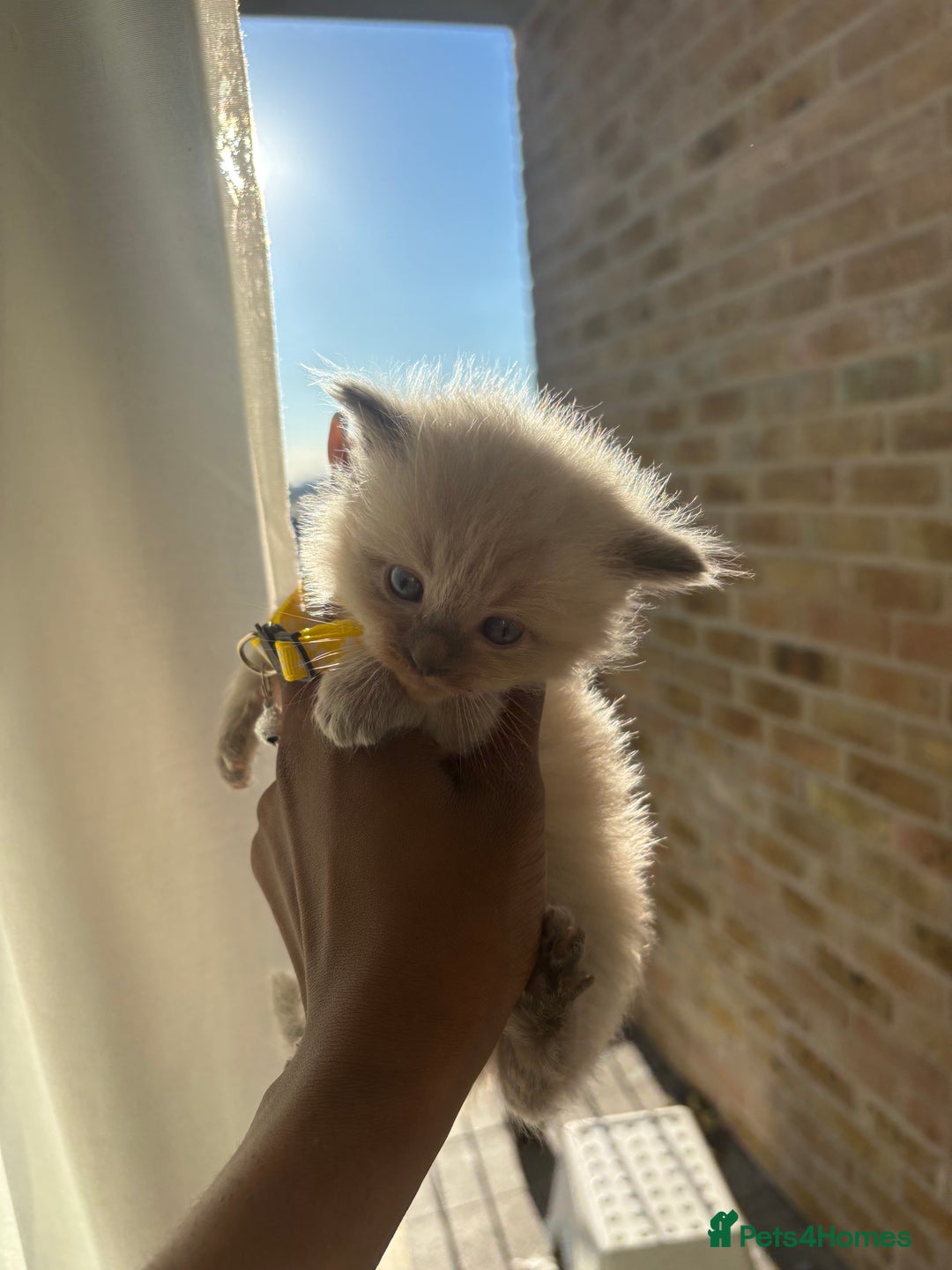Ragdoll cats for sale:  Gorgeous fluffy chocolate ragdoll kittens🐾🥹 - Image 7