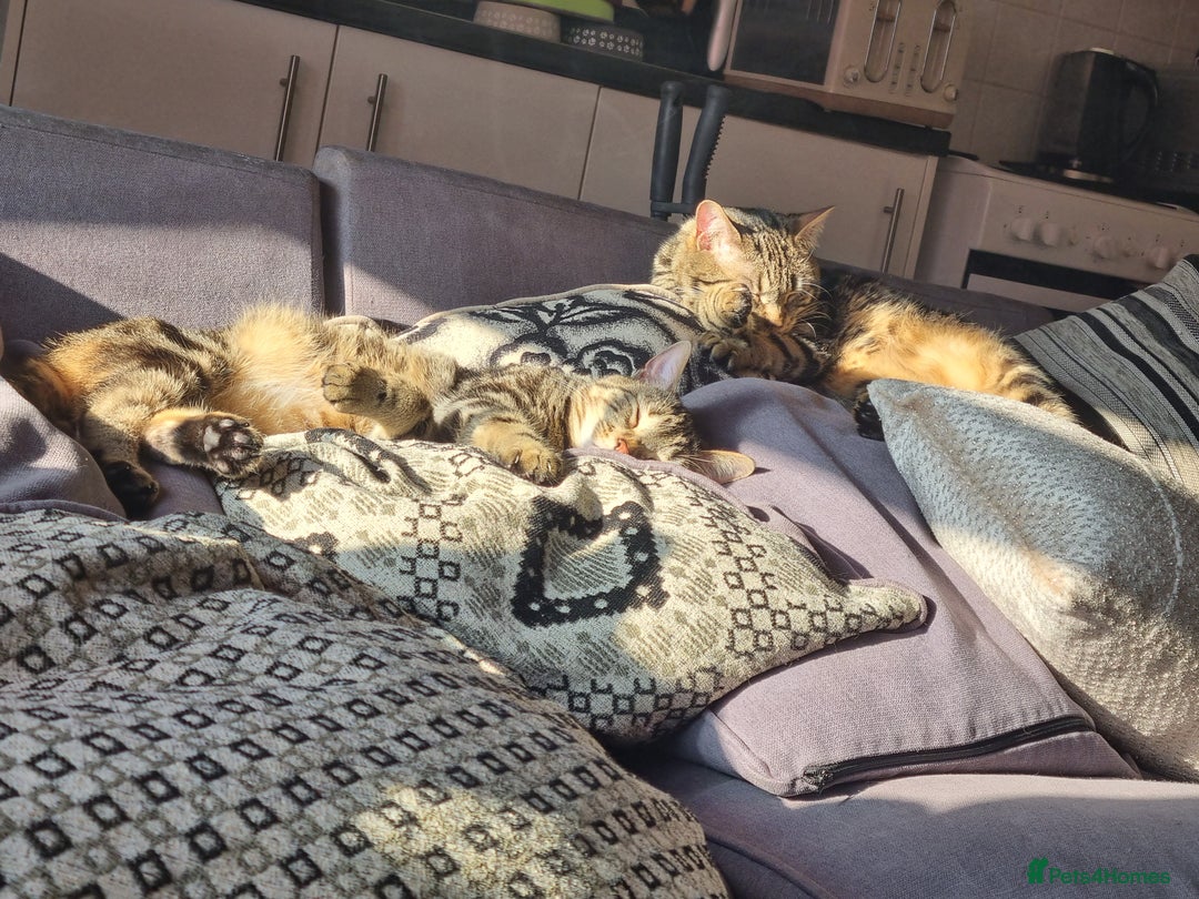 Bengal cats for sale: Two beautiful marbled bengal sisters - Image 4