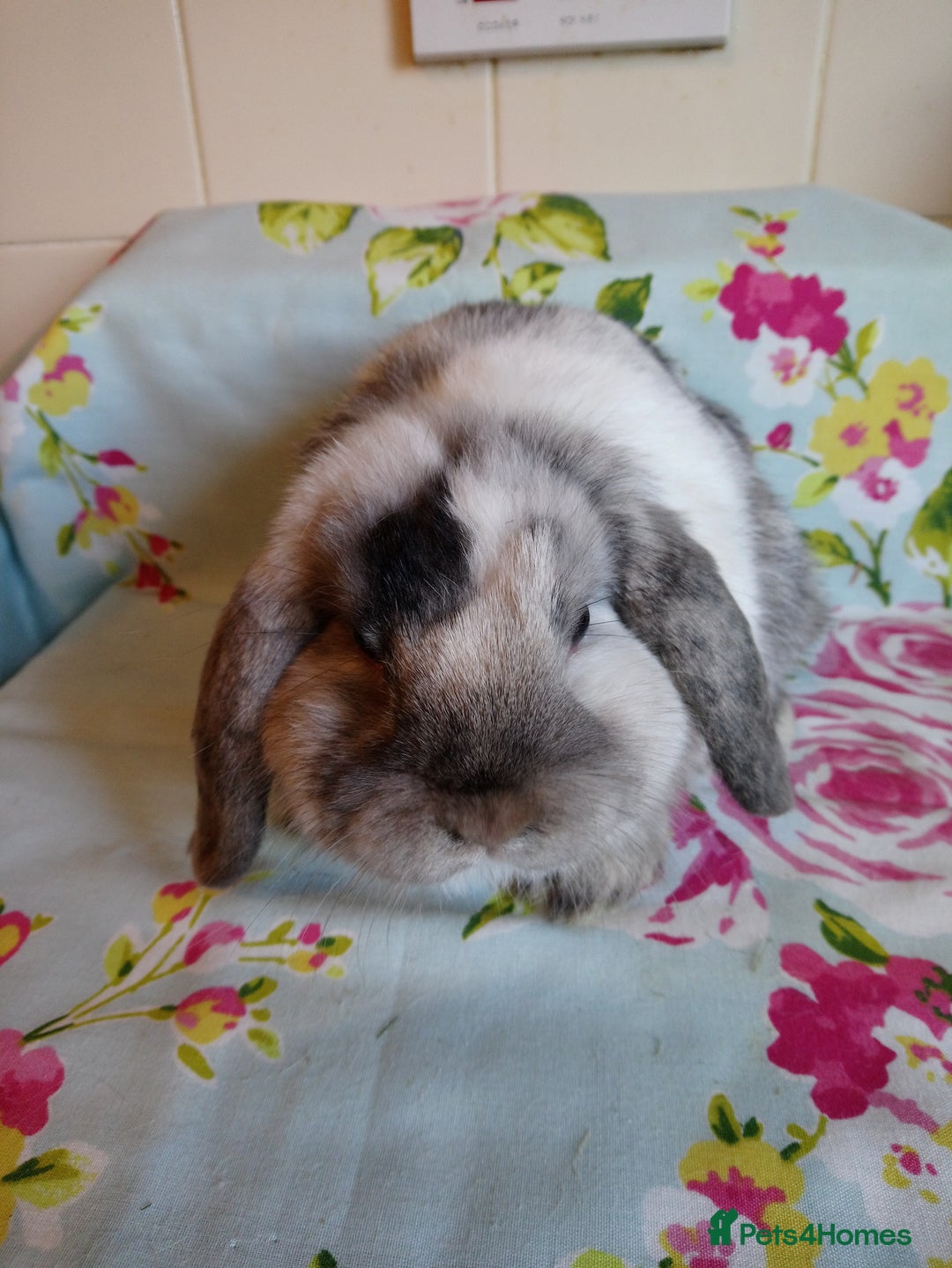 Mini Lop rabbits for sale: Pedigree Mini Lops - Advert 15