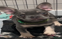 French Bulldog dogs for sale: French bulldog (fluffy) - Image 15