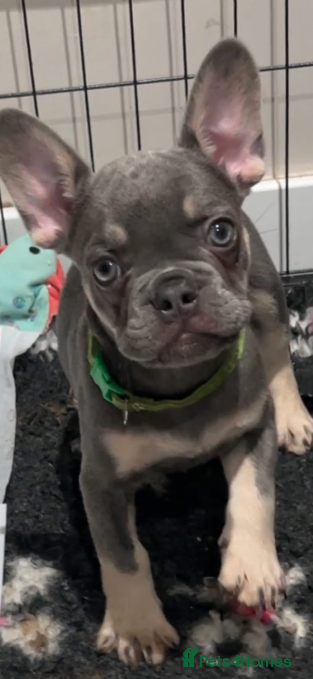 French Bulldog dogs for sale: French bulldog (fluffy) - Image 15