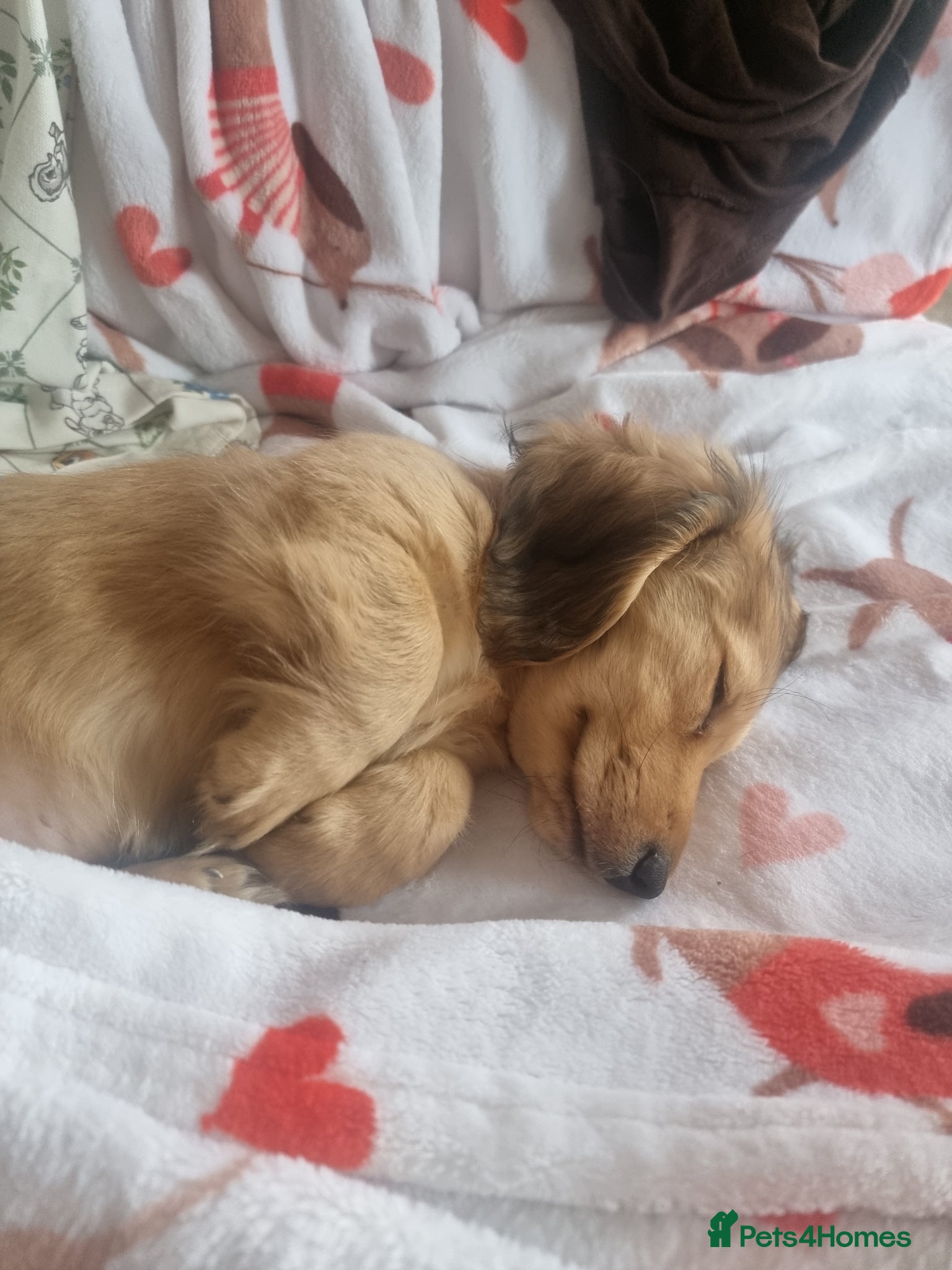 Dachshund dogs Kc long haired mini cream dashounds boys - Advert 1