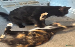 Mixed Breed cats for sale: Foxy - £50 - Advert 2