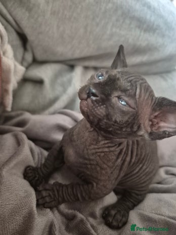Sphynx cats - Advert 15