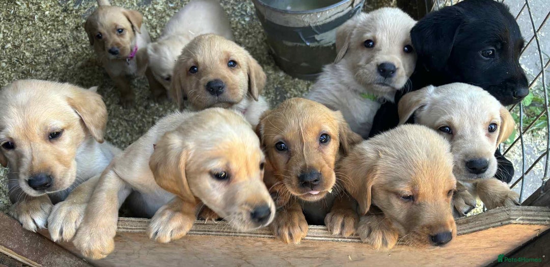 Labrador Retriever dogs for sale: Yellow/fox red male Labrador puppies  - Image 3