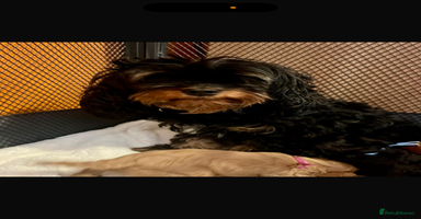 Cavapoo dogs - Advert 13