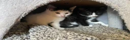 Mixed Breed cats for sale: Lovely kittens ready for new homes - Advert 4