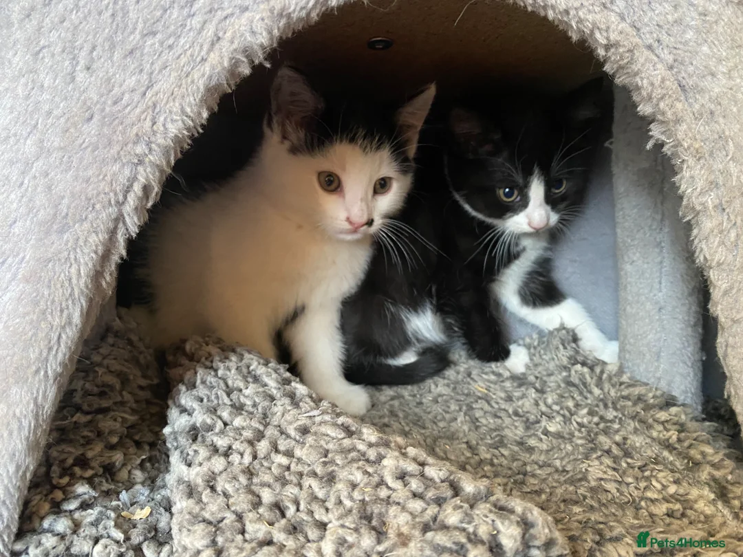 Mixed Breed cats for sale: Lovely kittens ready for new homes - Advert 4