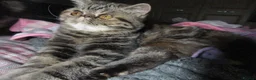 Exotic cats for sale:  Beautiful Exotic female kittens Ready now - Advert 19