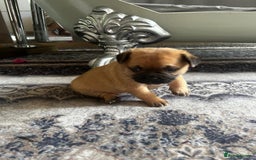 Mixed Breed dogs for sale: Pug Puppy  - Image 5
