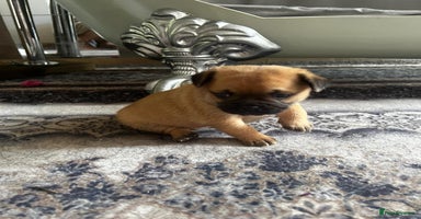 Mixed Breed dogs - Advert 6