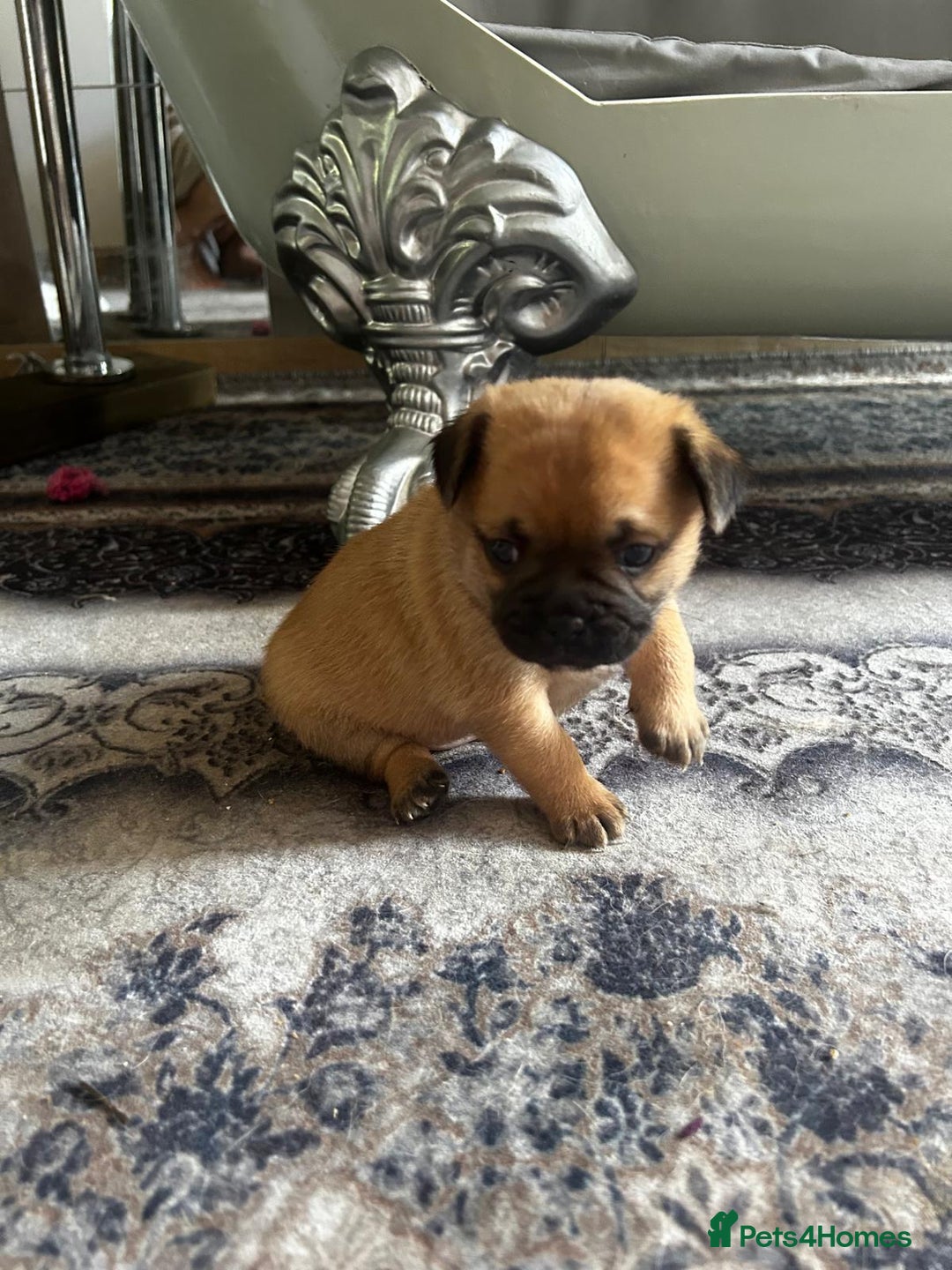 Mixed Breed dogs for sale: Pug Puppy  - Image 5