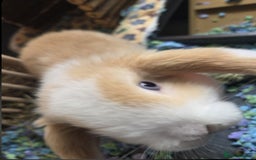 Mini Lop rabbits for sale: 🐰 Mini Lop Rabbits – Loving Homes Wanted 🏡 - Image 3
