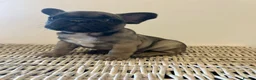 French Bulldog dogs for sale: Stunning frenchie boys  - Advert 27