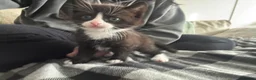 Mixed Breed cats for sale: Three black&white kittens in Bristol - Advert 3