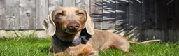 Miniature Dachshund dogs for stud: Isabella and tan Miniature Dachshund for stud in Bracknell - Advert 5