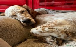 English Setter dogs for adoption: Pecas - Image 9
