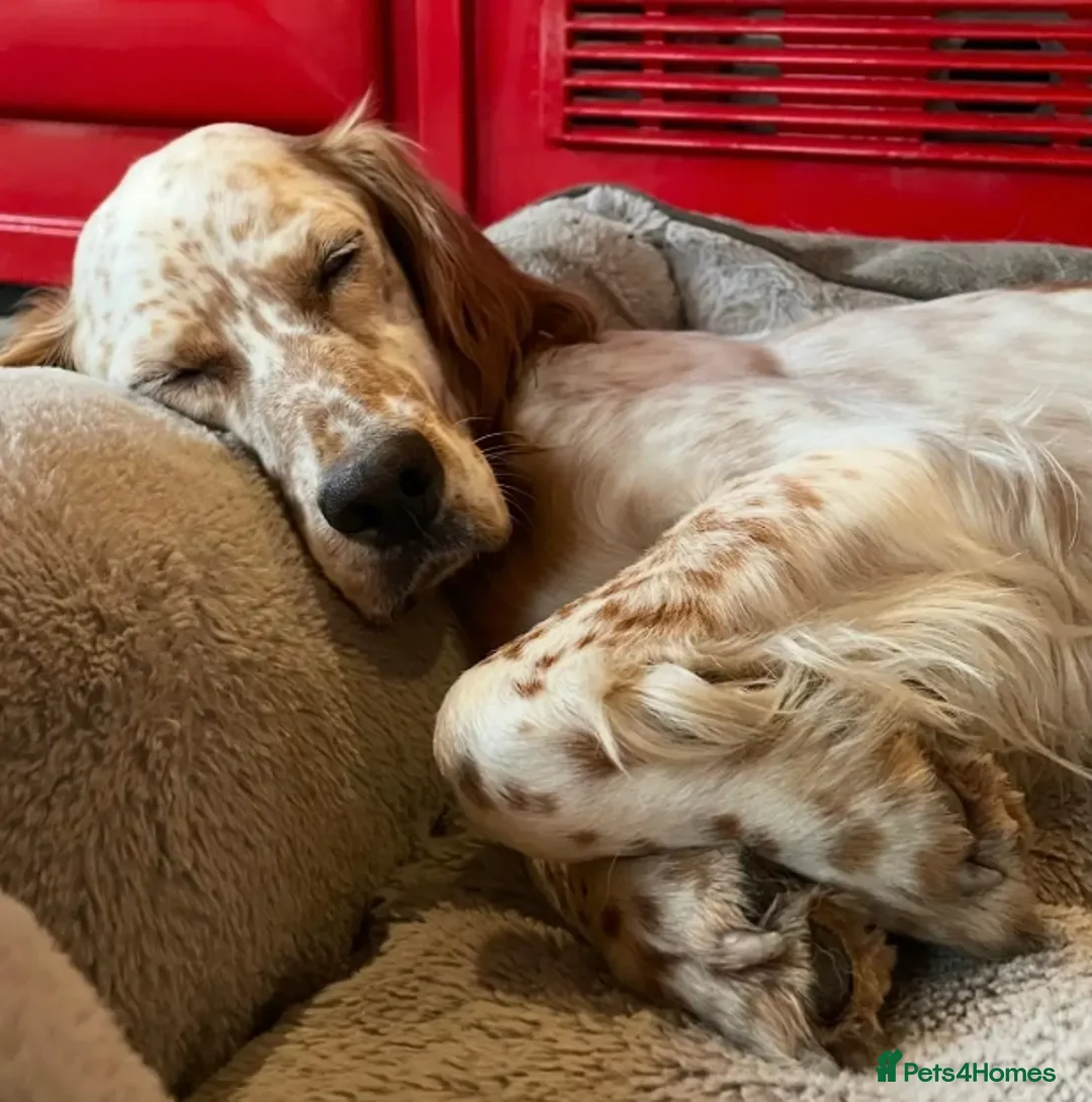 English Setter dogs for adoption: Pecas - Advert 9