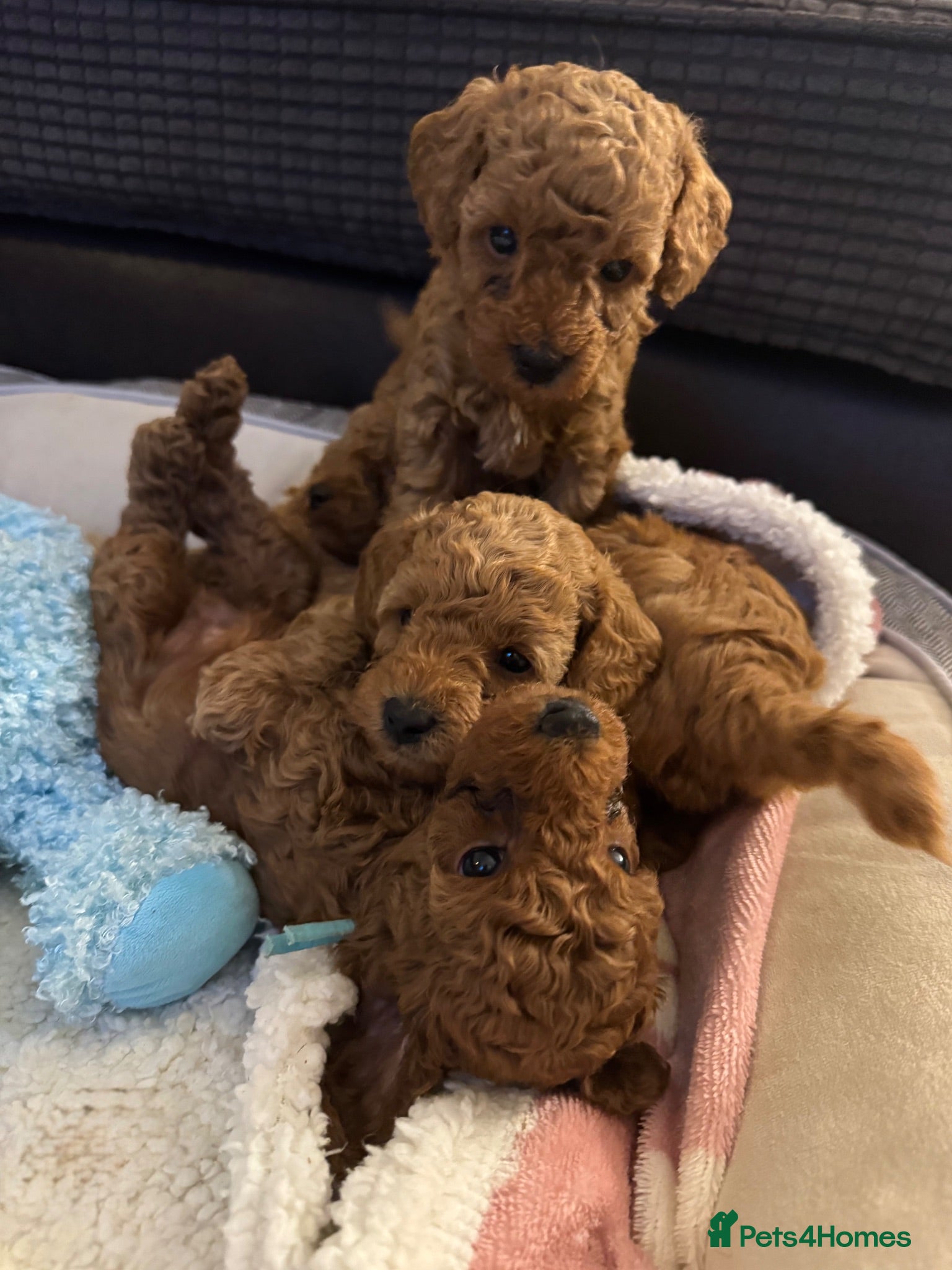 Toy Poodle dogs Puppies 🐶 Kennel Club Registered  - Advert 5