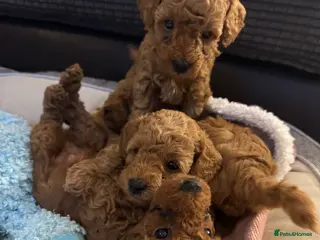 Toy Poodle dogs Puppies 🐶 Kennel Club Registered - Advert 5