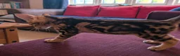 Savannah cats for sale: Exceptional marbled f3c TICA Savannah girl - Advert 5