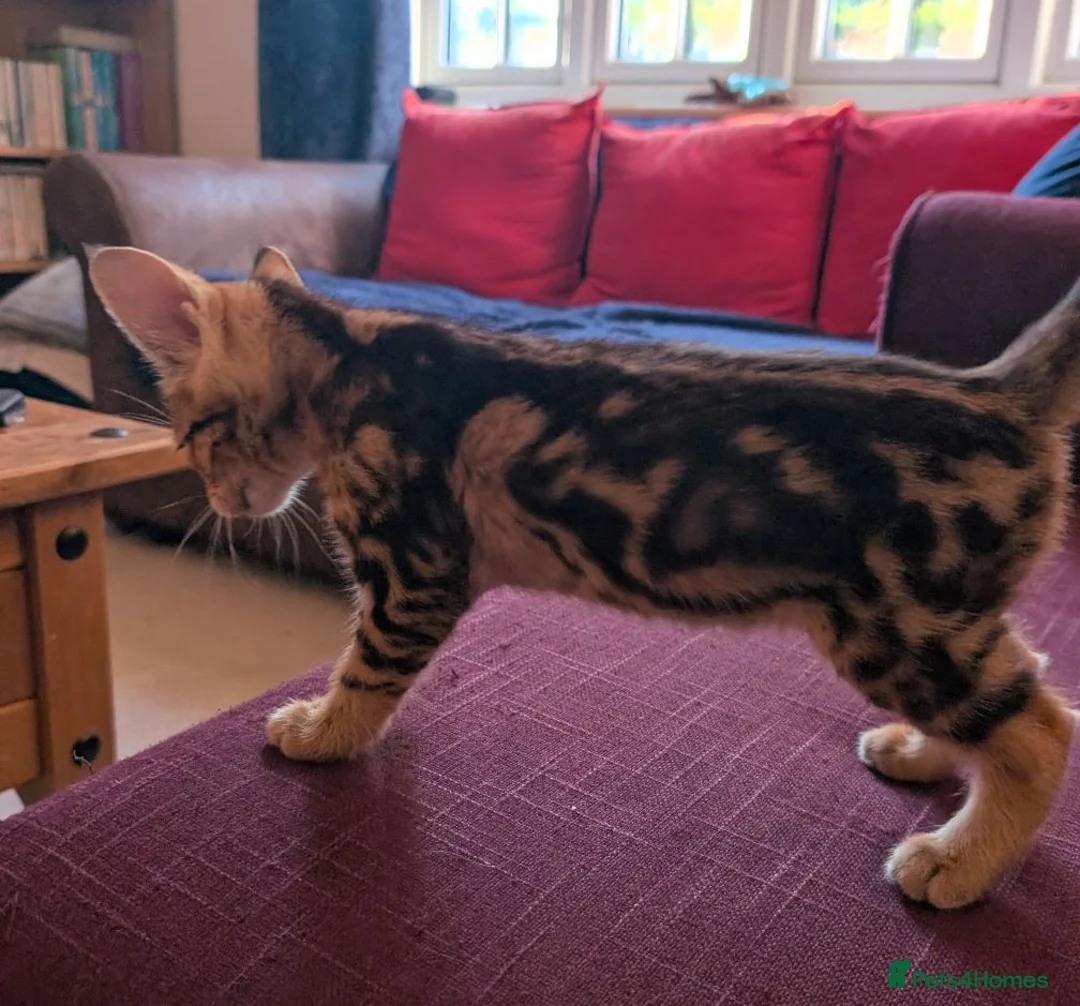 Savannah cats for sale: Exceptional marbled f3c TICA Savannah girl - Advert 5