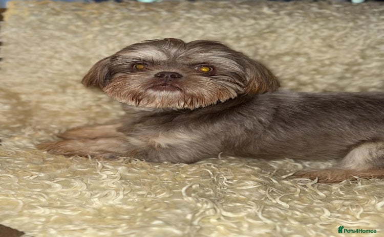 Shih Tzu dogs - Advert 3
