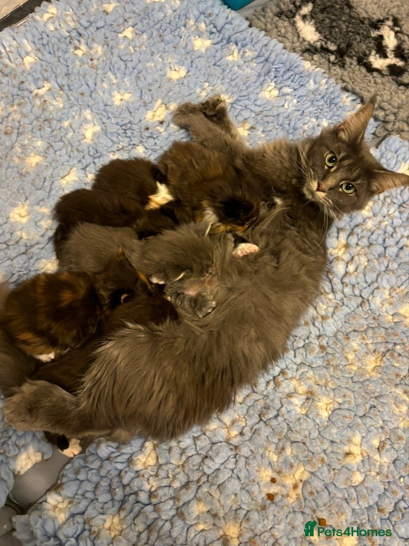 Mixed Breed cats MAINE COON CROSS KITTENS  - Advert 2