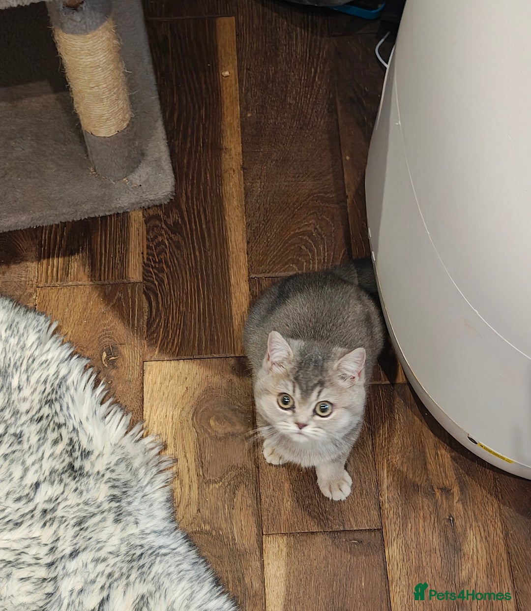 British Shorthair cats for sale: Blue golden female, TICA registered  - Advert 3