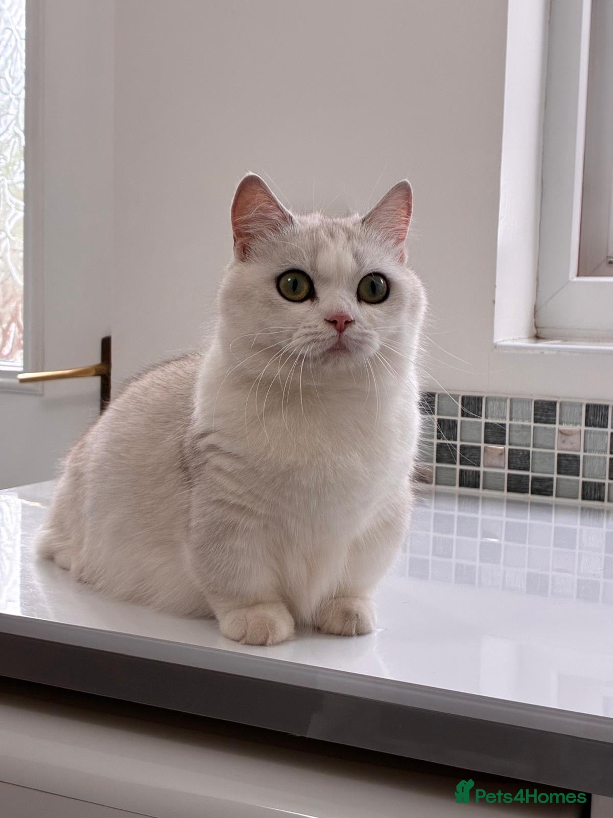 Munchkin cats for sale: 15 month old silver tipped BSH FEMALE munchkin - Advert 1